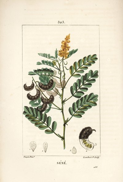 Sene - Alexandrian senna, Senna alexandrina, with flower, leaf, stalk and seed. Handcoloured stipple copperplate engraving by Lambert Junior from a drawing by Pierre Jean-Francois Turpin from Chaumeton, Poiret and Chamberet