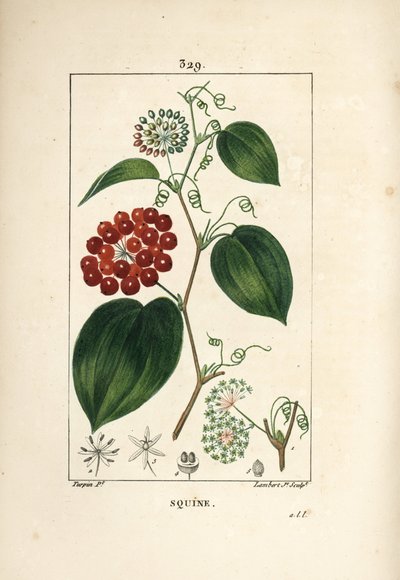 Smilax Variety - الابتسامة الصينية ، Smilax china ، بالزهور ، المحلاق ، الأوراق ، والفاكهة. نقش على لوح نحاسي ملون يدويًا بواسطة لامبرت جونيور من رسم بيير جان فرانسوا توربين من شوميتون وبوارت و "" لا فلور ميديكال "لشامبرت" بواسطة بيير جان فرانسوا توربين