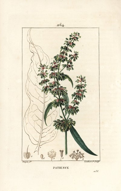 Spinard sorrel ou patience des moines - حوض الصبر ، Rumex patientia ، مع الزهرة والساق والأوراق ومخطط البذور والأوراق. نقش على لوح نحاسي ملون يدويًا بواسطة لامبرت جونيور من رسم بيير جان فرانسوا توربين من شوميتون وبوارت و بواسطة بيير جان فرانسوا توربين