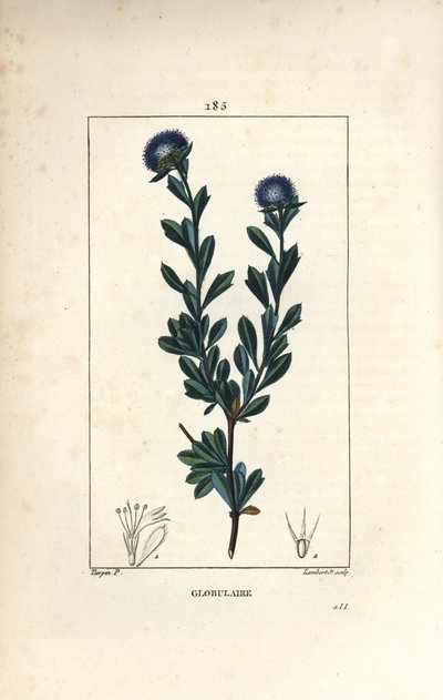 متنوع كروي - كروي ذو ثلاث أسنان مرققة ، Globularia fruticosa. نقش على لوح نحاسي منقوش يدويًا بواسطة لامبرت جونيور من رسم بيير جان فرانسوا توربين من شوميتون وبوارت و "" لا فلور ميديكال "لشامبيرت" ، "باريس ، بانك بواسطة بيير جان فرانسوا توربين