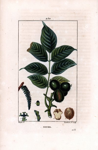 غصن الجوز مع المكسرات - شجرة الجوز ، Juglans regia ، مع الغصن ، الأوراق ، الفاكهة الناضجة ، الجوز في القشرة وفي القسم. نقش على لوح نحاسي ملون يدويًا بواسطة لامبرت جونيور من رسم بيير جان فرانسوا توربين من شوميتون ، بوارت وتشامبر بواسطة بيير جان فرانسوا توربين