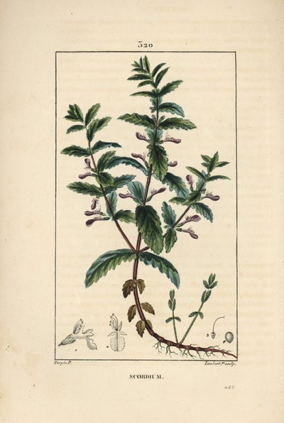Water germandree - جرثومة مائية ، Teucrium scordium ، تظهر الأزهار والأوراق والساق والجذور. نقش على لوح نحاسي ملون يدويًا بواسطة لامبرت جونيور من رسم لبيير جان فرانسوا توربين من شوميتون وبوارت ولوحة لا فلور ميدي "" لشامبرت بواسطة بيير جان فرانسوا توربين