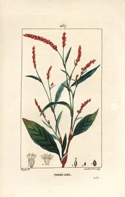 عقدة الفلفل المائي - فلفل الماء ، Persicaria hydropiper (Polygonum hydropiper) ، مع زهرة ، ساق وأوراق. نقش على لوح نحاسي منقوش يدويًا بواسطة لامبرت جونيور من رسم بيير جان فرانسوا توربين من شوميتون وبوارت وشامبيرت ' بواسطة بيير جان فرانسوا توربين