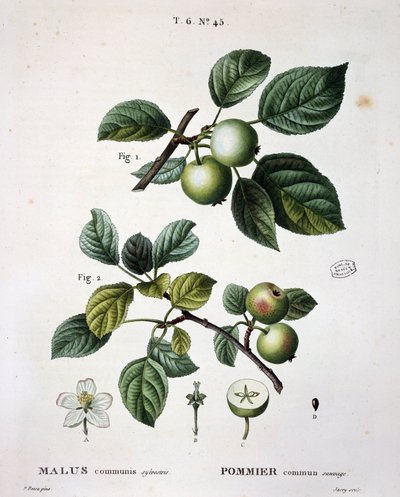 طبق التفاح الشائع - في "" New Duhamel du Monceau أو معاهدة الأشجار ويغلف تلك الثقافة في فرنسا "، وفقًا للأرقام وفقًا لرسومات PJ Redoute و P. Bessa ، باريس بواسطة بيير جوزيف (بعد) Redoute