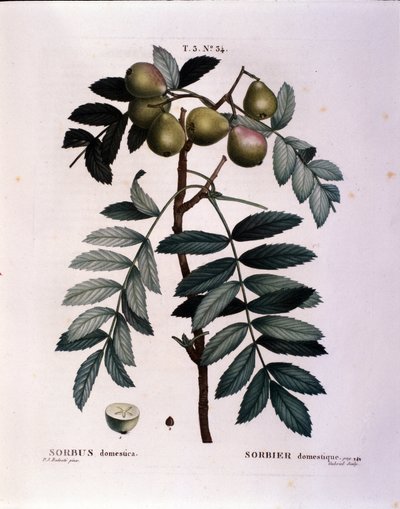 نباتي: فرع من cormier (Sorbus domestica) لوحة مرسومة من "" Nouveau Duhamel du Monceau أو يعامل الأشجار والشجيرات المزروعة في فرنسا "" ألوان مائية بقلم Pierre Joseph Redoute (1759-1840) 1819 بواسطة بيير جوزيف (بعد) Redoute