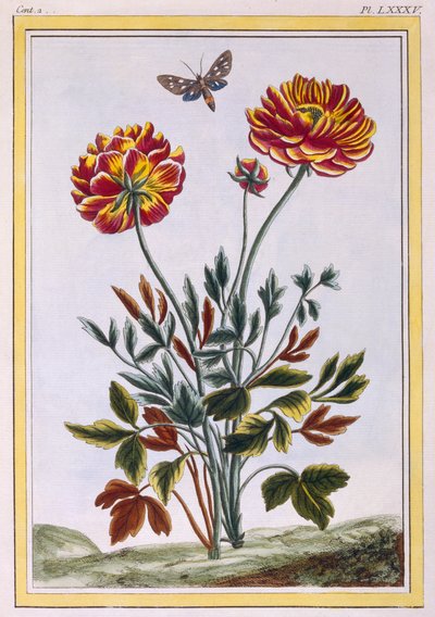 مجموعة متنوعة من الخشخاش الأصفر المزهر المزدوج ، c.1776 (النقش اليدوي) بواسطة بيير جوزيف بوشوز