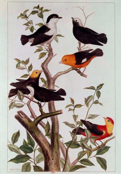 طيور على فروع الطباعة الحجرية لبيير جوزيف (1731-1807) القرن الثامن عشر ، باريس ، بن بواسطة بيير جوزيف بوشوز