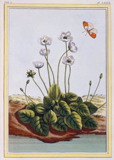 Quackgrass of Parnassus Grass of Parnassus، حانة. 1776. بواسطة بيير جوزيف بوشوز