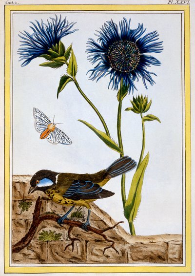 ردة الذرة ، حانة. 1776. بواسطة بيير جوزيف بوشوز