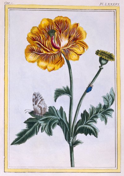 Double Creeping Buttercup Ranunculus repens Var: Pleniflorus، pub. 1776. بواسطة بيير جوزيف بوشوز