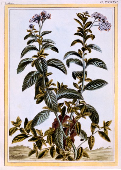 هيليوتروب أو فطيرة الكرز ، حانة. 1776. بواسطة بيير جوزيف بوشوز