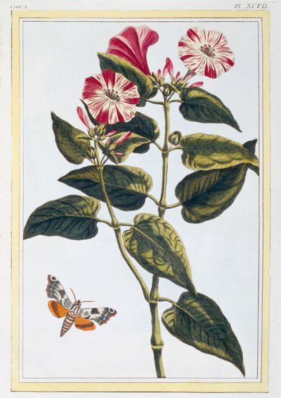 La Belle de Nuit Morning Glory، pub. 1776. بواسطة بيير جوزيف بوشوز