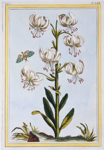 لو مارتاجان بلانك ، حانة. 1776. بواسطة بيير جوزيف بوشوز