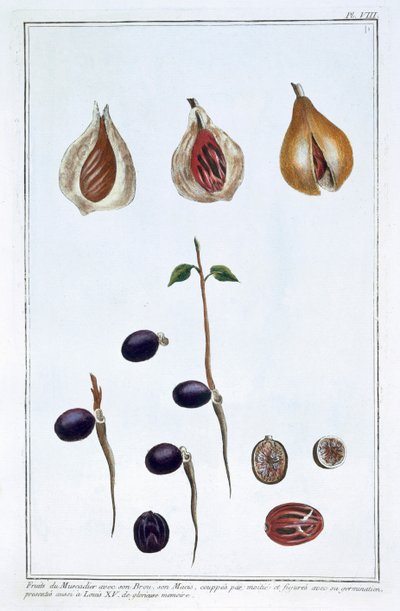 جوزة الطيب ، c1751-1807 بواسطة بيير جوزيف بوشوز