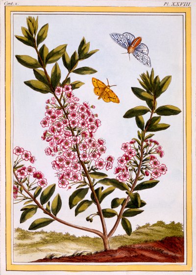 الأغنام لوريل كالميا أغسطس ، حانة. 1776. بواسطة بيير جوزيف بوشوز