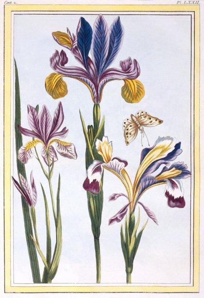 القزحية المتنوعة ، c.1776 (النقش اليدوي) بواسطة بيير جوزيف بوشوز