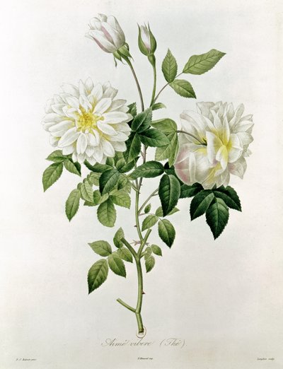 Aime Vibere (شاي) محفور من قبل Eustache Hyacinthe Langlois (1777-1837) بواسطة بيير جوزيف ريدوت