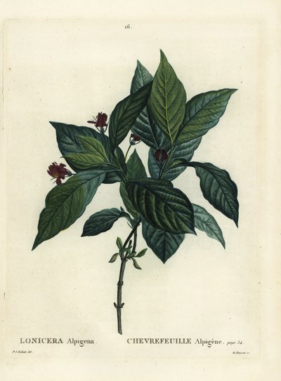 زهر العسل في جبال الألب ، Lonicera alpigena. نقش منقوش يدويًا بواسطة Du Ruisseau بعد رسم بيير جوزيف Redoute من Henri Louis Duhamel du Moncel's Treat des Arbres et Shrustes ، باريس بواسطة بيير جوزيف ريدوت