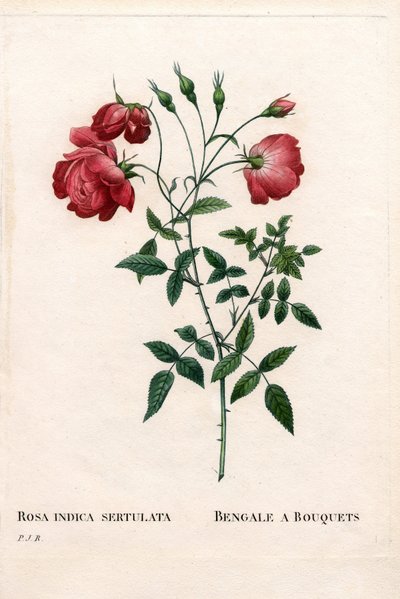 وردة البنغال باقات ، متنوعة روزا تشينينسيس. نقش على لوح نحاسي مُنقط يدويًا من "" Les Roses "لبيير جوزيف Redoute ،" باريس بواسطة بيير جوزيف ريدوت