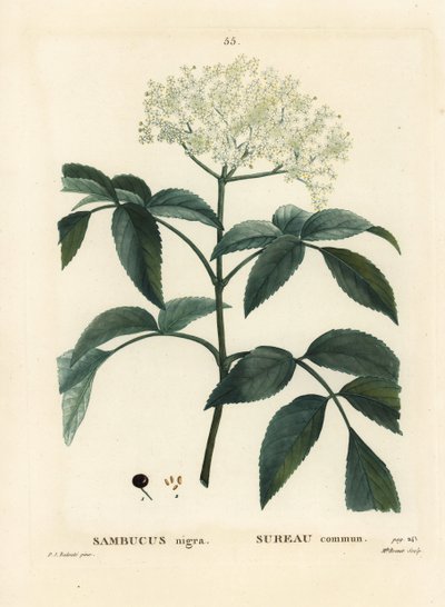الخمان الأسود أو الخمان الأوروبي ، Sambucus nigra. نقش منقوش يدويًا من قبل الآنسة برينيه بعد رسم بيير جوزيف ريدوت من Henri Louis Duhamel du Moncel