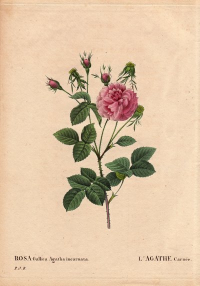 Botanical Board, Flower, Rose Variete: Agathe carnee (Rosa gallica agatha incarnata). Unknown origin, hybrid species of Rose Gallica Damask. In “” Les Roses”, Volume 2 by Pierre Joseph Redoute (1759-1840) بواسطة بيير جوزيف ريدوت