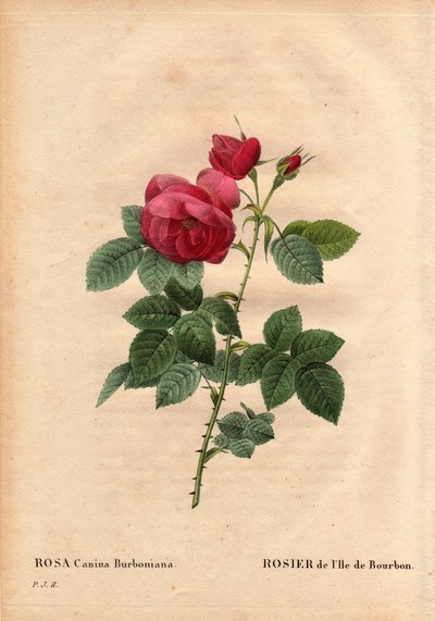 لوح نباتي ، زهرة ، روز فاريتي: بوربون آيلاند روز (روزا كانينا بربونيا). تمت زراعته عام 1821 في حدائق نويي بفرنسا بواسطة السيد جاك ببذور من جزيرة بوربون. في "" Les Roses "، المجلد 2 من تأليف Pierre Joseph Redoute (1759-184 بواسطة بيير جوزيف ريدوت