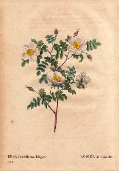 لوح نباتي ، زهرة ، وردة فاريتي: وردة De Candolle البيضاء أو Rose de Candolle (Rosa candolleana elegans). الوردة البرية ، اكتُشفت في جنوب أوروبا وأطلق عليها اسم De Candolle في عام 1819. في "" Les Roses ، المجلد 2 بقلم Pierre Joseph Redoute (1759-1840) بواسطة بيير جوزيف ريدوت