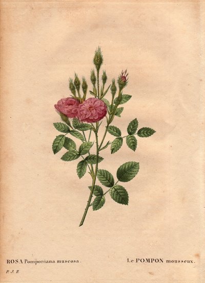 لوح نباتي ، زهرة ، وردة فاريتي: تم اكتشاف نوع "" روز دي مو "(Rosa Pomponiana muscosa) في حديقة في غرب إنجلترا حوالي عام 1801. في" "Les Roses" ، المجلد 2 بواسطة Pierre Joseph Redoute ( 1759-1840) بواسطة بيير جوزيف ريدوت