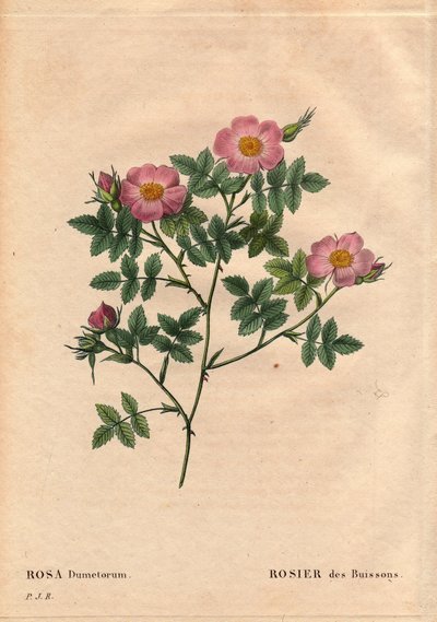 لوح نباتي ، زهرة ، تشكيلة الورد: وردة بوش (Rosa dumetorum). من عائلة ورود الكلاب من أوروبا وآسيا ، تم اكتشافها قبل عام 1821. في "" Les Roses "، المجلد 2 بواسطة Pierre Joseph Redoute (1759-1840) بواسطة بيير جوزيف ريدوت