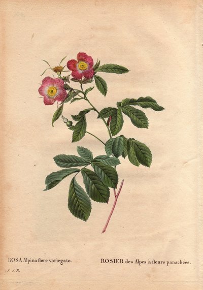 Botanical Plate, Flower, Rose Variete: Rose of the Alps with variegato flowers (Rosa alpina flora variegato). Introduced in France around 1813 de Poilpre. In “” Les Roses”, Volume 2 by Pierre Joseph Redoute (1759-1840) بواسطة بيير جوزيف ريدوت