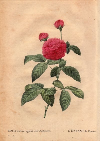 طبق نباتي ، زهرة ، وردة فاريتي: طفل فرنسا (Rosa gallica agatha var. delphiniana). تمت زراعتها على يد السيد دو بونت ، حوالي عام 1802 ، وهي معروفة منذ عهد لويس الخامس عشر (1710-1774) وتسمى "Enfant de France" تكريماً لدوفين. في "" Les Ro بواسطة بيير جوزيف ريدوت