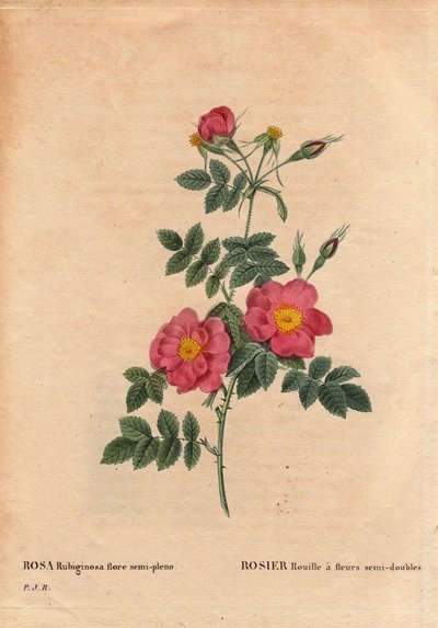 لوحة نباتية ، زهرة ، وردة متنوعة: صدأ الورد يحتوي على أزهار شبه مزدوجة (Rosa rubiginosa flora sempleno) ، تم الحصول عليها من البذور ونمت بواسطة PJ Redoute حوالي عام 1806. في "" Les Roses "، المجلد 2 بقلم Pierre Joseph Redoute (1759- 1840) بواسطة بيير جوزيف ريدوت