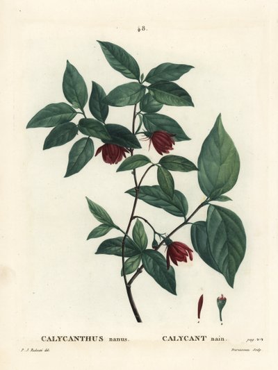 Carolina spicebush أو شجيرة الحلويات الشرقية ، Calycanthus floridus var. الزرق (Calycanthus nanus). نقش منقوش يدويًا بواسطة Du Ruisseau بعد رسم بيير جوزيف Redoute من Henri Louis Duhamel du Moncel