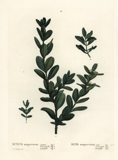 الصندوق المشترك ، الصندوق الأوروبي أو خشب البقس ، Buxus sempervirens (gigantea ، heterophylla و leptophylla). نقش منقوش يدويًا بعد رسم بيير جوزيف ريدوت من Henri Louis Duhamel du Monceau's Treat des Arbres et Shrustes ، باريس بواسطة بيير جوزيف ريدوت