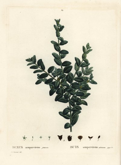 الصندوق المشترك ، الصندوق الأوروبي أو خشب البقس ، Buxus sempervirens fruticosa. نقش منقوش يدويًا بعد رسم بيير جوزيف ريدوت من Henri Louis Duhamel du Monceau