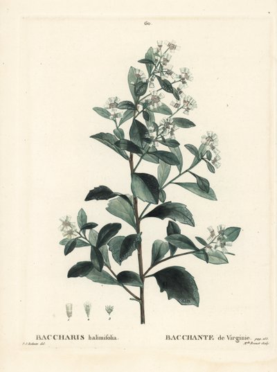 السكريات الشرقية ، شجيرة الأرض ، الآس البحري أو شجيرة الملح ، Baccharis halimifolia. نقش منقوش يدويًا من قبل الآنسة برينيه بعد رسم بيير جوزيف ريدوت من Henri Louis Duhamel du Moncel