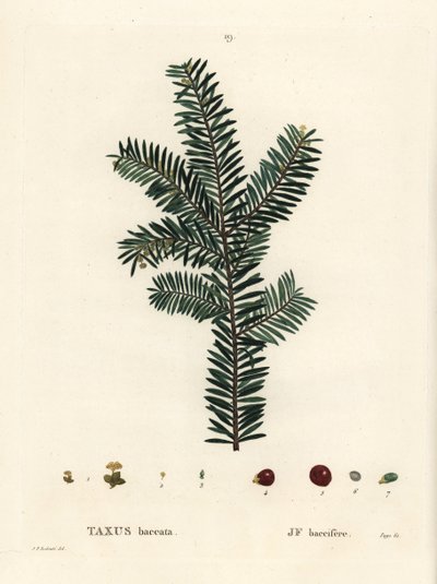 شجرة الطقسوس الإنجليزية أو الطقسوس الأوروبي ، Taxus baccata. نقش منقوش يدويًا بعد رسم بيير جوزيف ريدوت من Henri Louis Duhamel du Monceau