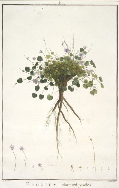 ديزي شاميدريويدس ، من Geraniologia ، أو ساعات ، PELARGONII ، أيقونات تاريخ Monsoniae Grielum لتوضيح ، 1787-88 (نقش يدوي) بواسطة بيير جوزيف ريدوت