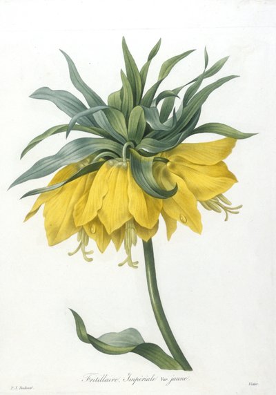 Fritillaire ، Imperiale variété jaune ، من Choice Des Plus Belle Fleurs et des Beaux Fruits ، 1827 (نقش يدوي ملون) بواسطة Pierre Joseph Redouté
