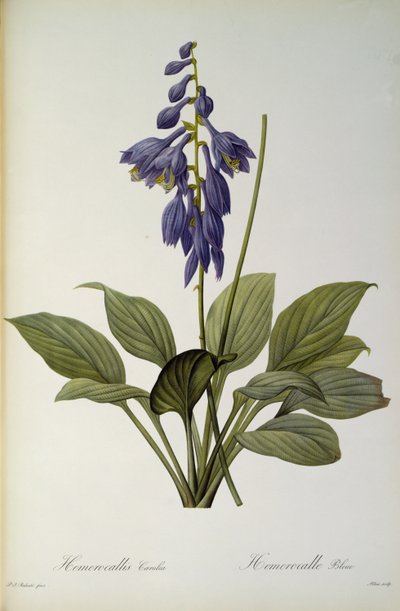 Hemerocallis Caerulea ، من `` Les Liliacees &39;&39; ، 1806 بواسطة بيير جوزيف ريدوت
