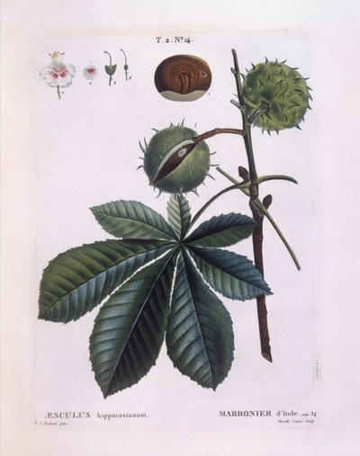 كستناء الحصان أو شجرة كونكر (Aesculus hippocastanum) ، Henry Louis Duhamel du Monceau ، لوحة نباتية بواسطة Pierre Joseph Redouté بواسطة بيير جوزيف ريدوت