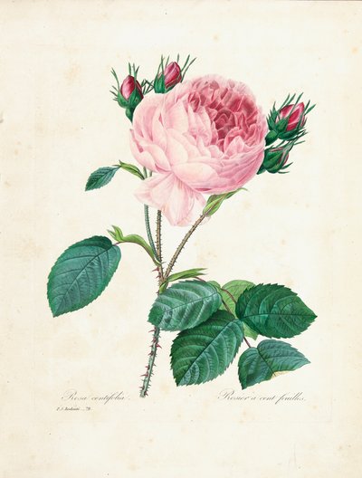 مائة ليف روز ، من "اختيار أجمل الزهور وأجمل الفواكه" ، المجلد. أنا ، 1827-1833 بواسطة بيير جوزيف ريدوت