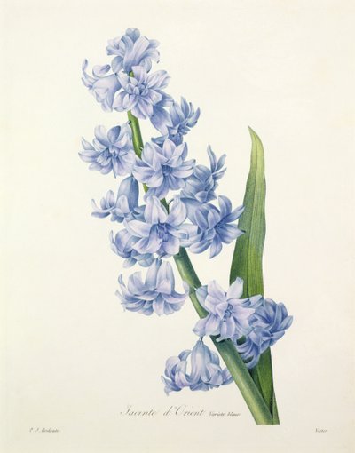 Hyacinthus orientalis (السنبل المشترك) ، منقوش بواسطة Victor ، من "Choix des Plus Belles Fleurs" ، 1827 بواسطة Pierre-Joseph Redouté