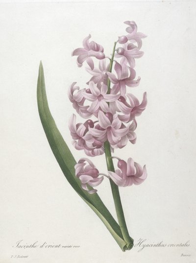 صفير وردة ذهبية متنوعة ، Hyacinthus orientalis ، من اختيار أجمل الزهور وأجمل الفواكه ، 1827 (نقش بخط اليد) بواسطة Pierre Joseph Redouté