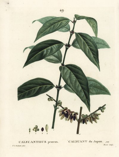 Japanese allspice, Chimonanthus praecox (Calycanthus praecox). Handcoloured stipple engraving by Moret after an illustration by Pierre-Joseph Redoute from Henri Louis Duhamel du Moncel