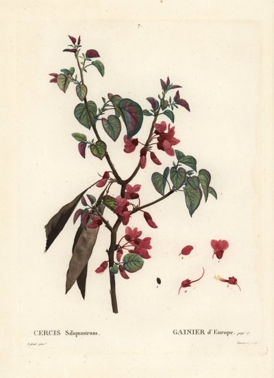 شجرة يهوذا ، Cercis siliquastrum. نقش منقوش يدويًا بواسطة Tassaert بعد رسم بيير جوزيف Redoute من Henri Louis Duhamel du Moncel