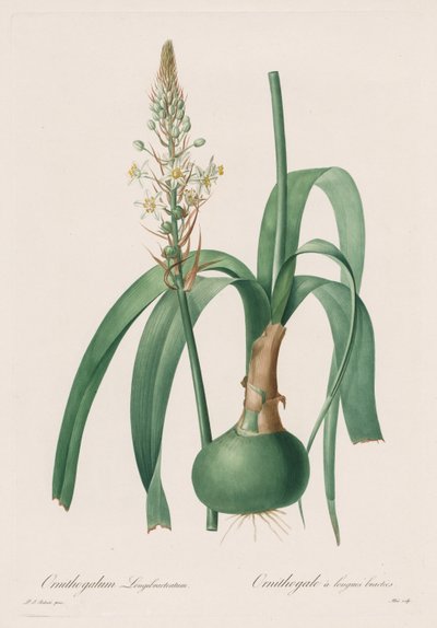 ليليسيه: Ornithogalum longibracteatum بواسطة Pierre-Joseph Redouté