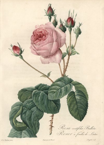 وردة أوراق الخس - Eau forte de Langlois ، بناءً على توضيح من بيير جوزيف ريدوت (1759-1840) ، من Les Roses بواسطة بيير جوزيف ريدوت