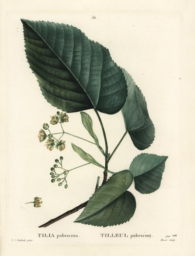 شجرة الليمون ، تيليا pubescens. نقش منقوش يدويًا بواسطة Moret بعد رسم بيير جوزيف Redoute من Henri Louis Duhamel du Moncel's Treat des Arbres et Shrustes ، باريس بواسطة بيير جوزيف ريدوت