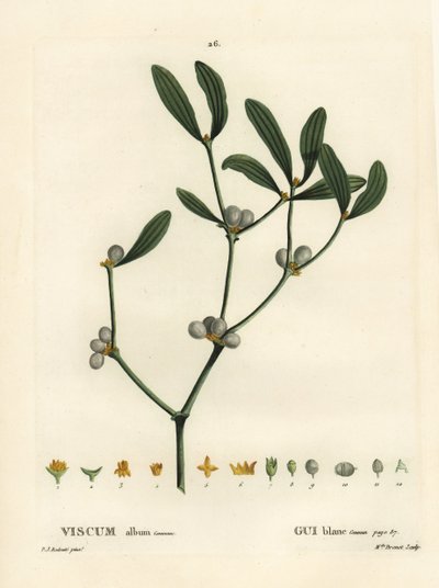الهدال ، ألبوم Visum. نقش منقوش يدويًا من قبل الآنسة برينيه بعد رسم بيير جوزيف ريدوت من Henri Louis Duhamel du Moncel